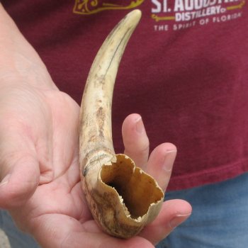 B-Grade 9" Ivory Tusk from African Warthog