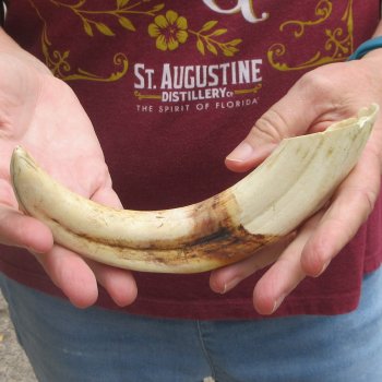 B-Grade 9" Ivory Tusk from African Warthog