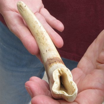B-Grade 9" Ivory Tusk from African Warthog