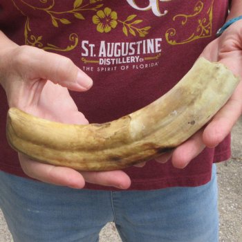 B-Grade 9" Ivory Tusk from African Warthog