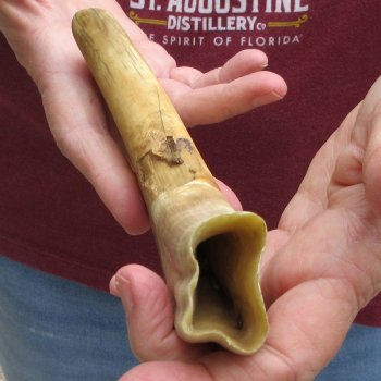B-Grade 9" Ivory Tusk from African Warthog