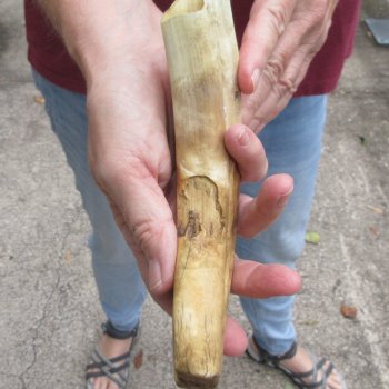 B-Grade 9" Ivory Tusk from African Warthog