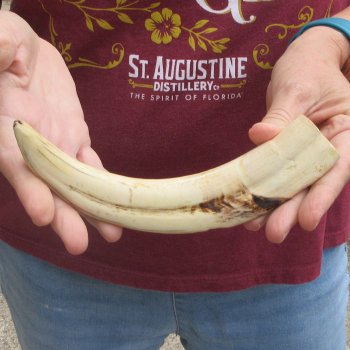 B-Grade 9" Ivory Tusk from African Warthog
