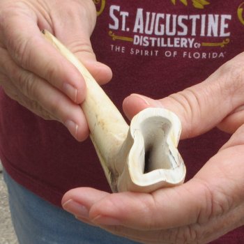 B-Grade 9" Ivory Tusk from African Warthog