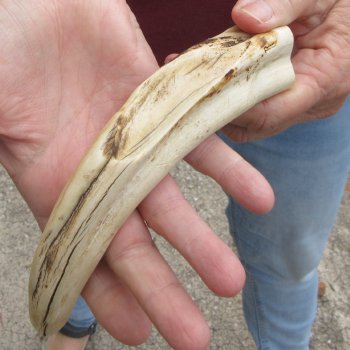B-Grade 9" Ivory Tusk from African Warthog