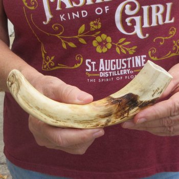 B-Grade 9" Ivory Tusk from African Warthog