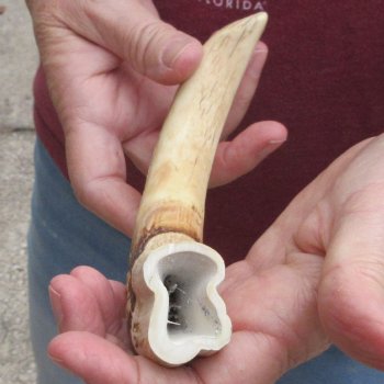 B-Grade 9" Ivory Tusk from African Warthog