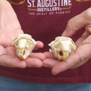 Two piece North American Prairie Dog Skulls