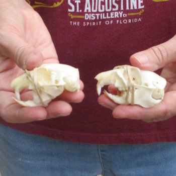 Two piece North American Prairie Dog Skulls