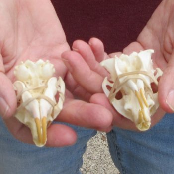 Two piece North American Prairie Dog Skulls