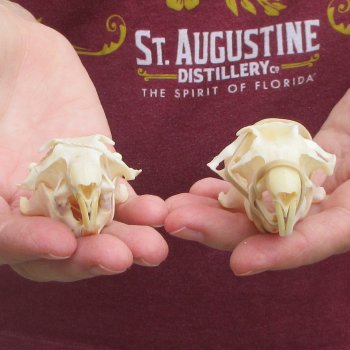 Two piece North American Prairie Dog Skulls