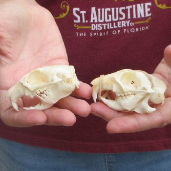 Two piece North American Prairie Dog Skulls