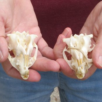 Two piece North American Prairie Dog Skulls