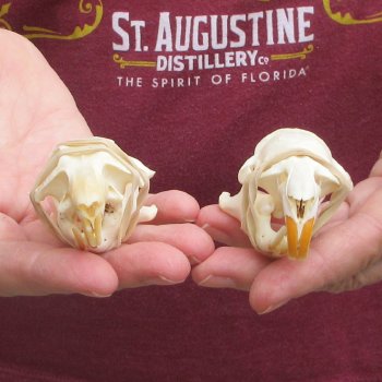 Two piece North American Prairie Dog Skulls