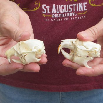 Two piece North American Prairie Dog Skulls
