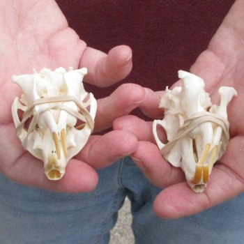 Two piece North American Prairie Dog Skulls