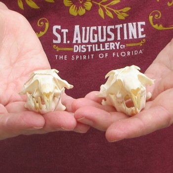 Two piece North American Prairie Dog Skulls