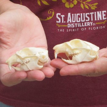 Two piece North American Prairie Dog Skulls
