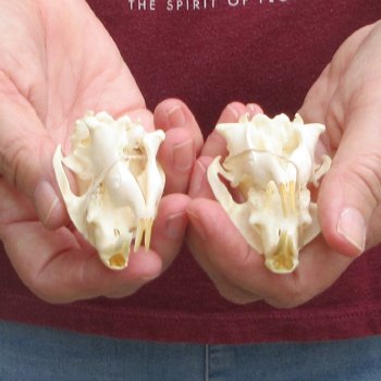 Two piece North American Prairie Dog Skulls