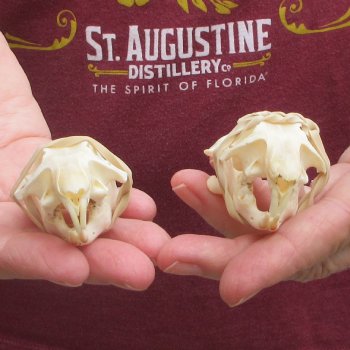 Two piece North American Prairie Dog Skulls
