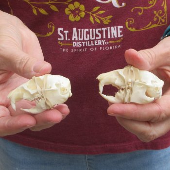 Two piece North American Prairie Dog Skulls