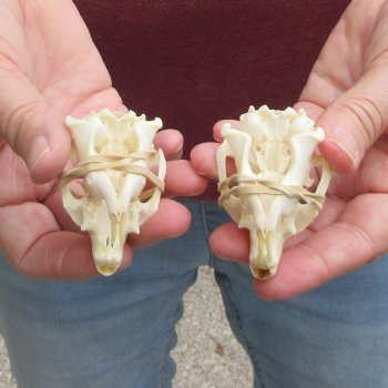 Two piece North American Prairie Dog Skulls