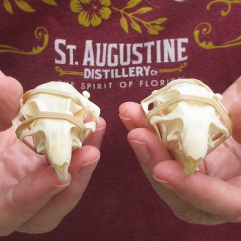 Two piece North American Prairie Dog Skulls