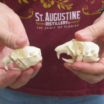 Two piece North American Prairie Dog Skulls