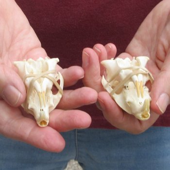 Two piece North American Prairie Dog Skulls