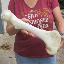 15 inch Buffalo Fem...