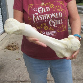 15 inch Buffalo Femur Bone