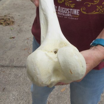 15 inch Buffalo Femur Bone