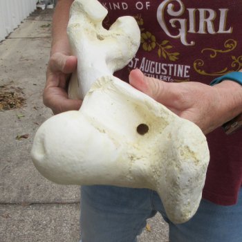 15 inch Buffalo Femur Bone