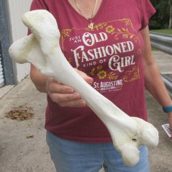 15 inch Buffalo Fem...
