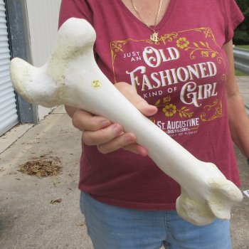 15 inch Buffalo Femur Bone