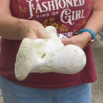 15 inch Buffalo Femur Bone