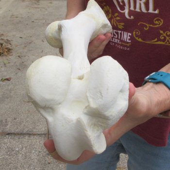 15 inch Buffalo Femur Bone