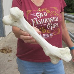 14 inch Buffalo Fem...