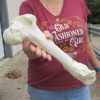 14 inch Buffalo Femur Bone