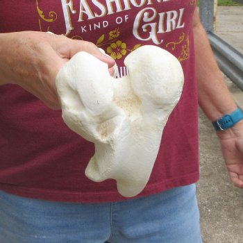 14 inch Buffalo Femur Bone