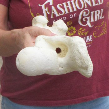 14 inch Buffalo Femur Bone
