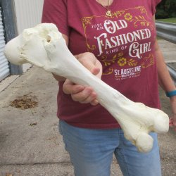 15 inch Buffalo Fem...