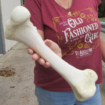 15 inch Buffalo Femur Bone