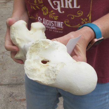 15 inch Buffalo Femur Bone
