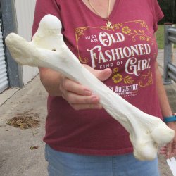 14 inch Buffalo Fem...