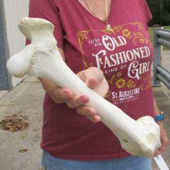 14 inch Buffalo Femur Bone