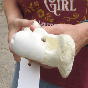 14 inch Buffalo Femur Bone