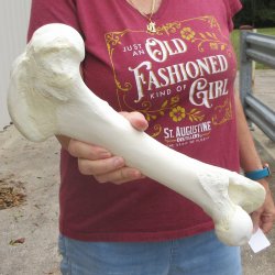 15 inch Buffalo Fem...