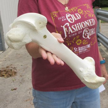 15 inch Buffalo Femur Bone
