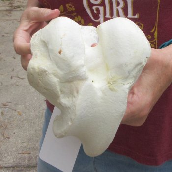15 inch Buffalo Femur Bone